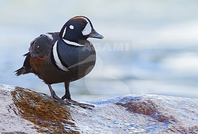 Harlequin Duck (Histrionicus histrionicus) adult male perched on rocks near water stock-image by Agami/Dubi Shapiro,