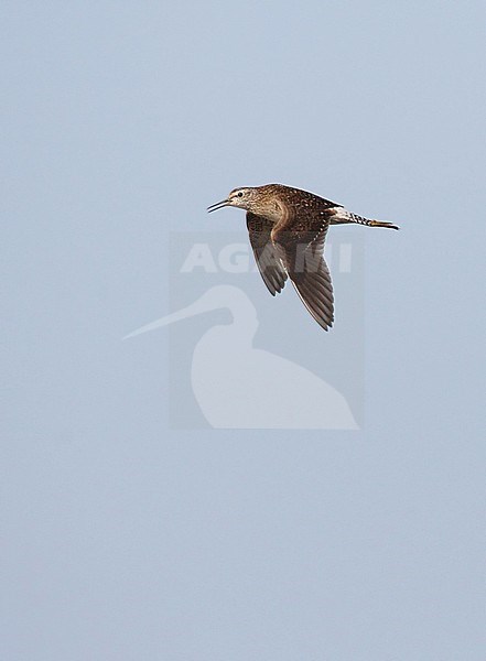 Adult Wood Sandpiper (Tringa glareola) calling in flight at Vestamager, Denmark. stock-image by Agami/Helge Sorensen,