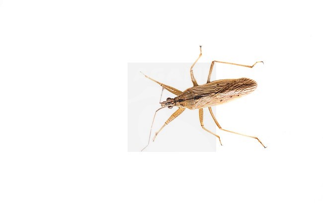 Common Damsel Bug, Nabis rugosus stock-image by Agami/Wil Leurs,