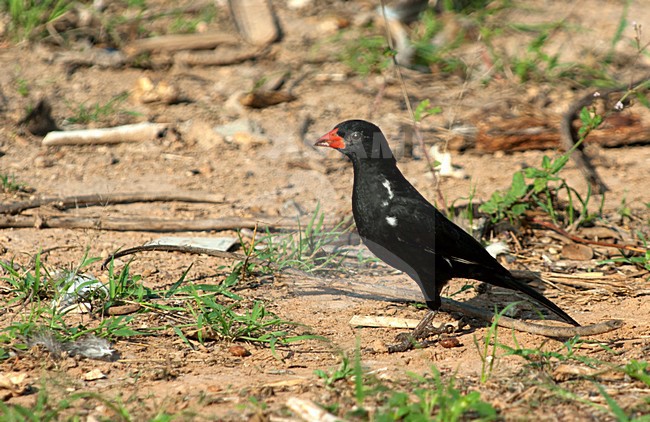 Roodsnavelbuffelwever,  Red-billed Buffalo-Weaver stock-image by Agami/Roy de Haas,