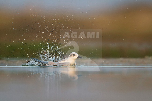 Gull-billed Tern - Lachseeschwalbe - Gelochelidon nilotica, Oman, adult, winter plumage stock-image by Agami/Ralph Martin,