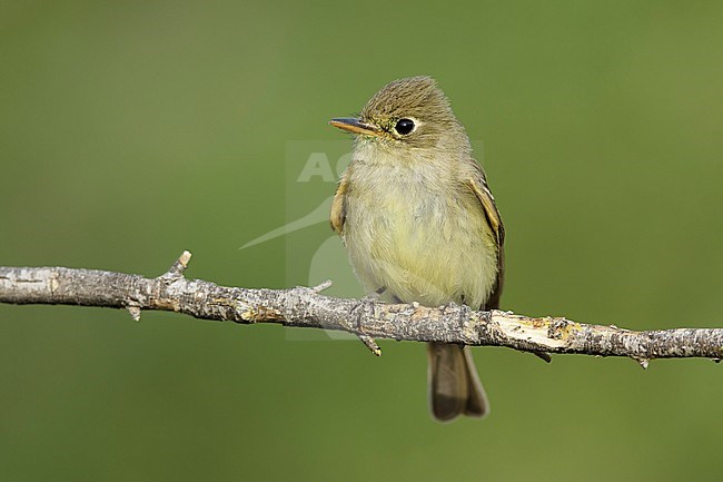 Adult Pacific-slope Flycatcher (Empidonax difficilis) perched on a twig against a green natural background.
In Riverside County, California, USA stock-image by Agami/Brian E Small,
