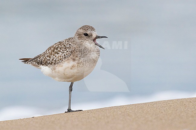 Grey Plover (Pluvialis squatarola), side view of an adult in winter plumage standing on a single leg, Campania, Italy stock-image by Agami/Saverio Gatto,