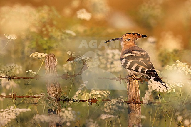 Eurasian Hoopoe, Upupa epops, in Italy. stock-image by Agami/Daniele Occhiato,