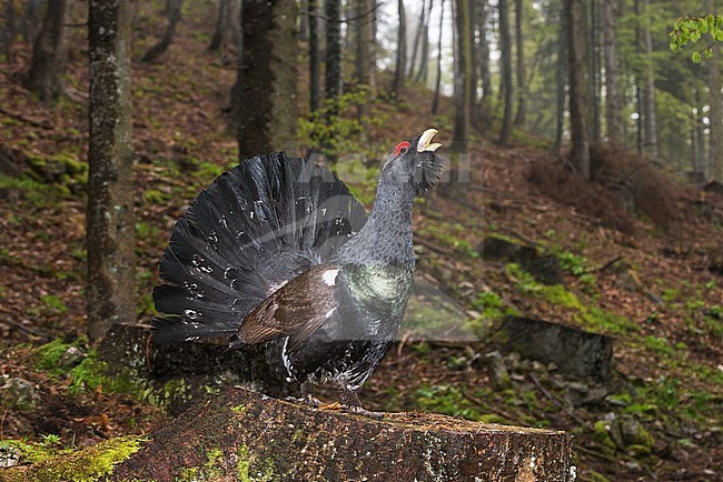 Capercaillie; Auerhoen stock-image by Agami/Alain Ghignone,