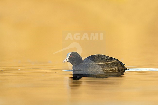 Coot in golden morning sun low point of view in Reeuwijkse plassen netherlands stock-image by Agami/Walter Soestbergen,
