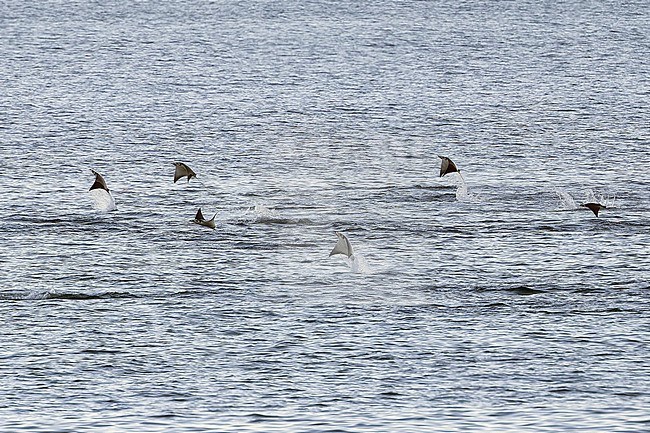 Jumping Mobula ray's in Western Mexico. stock-image by Agami/Pete Morris,