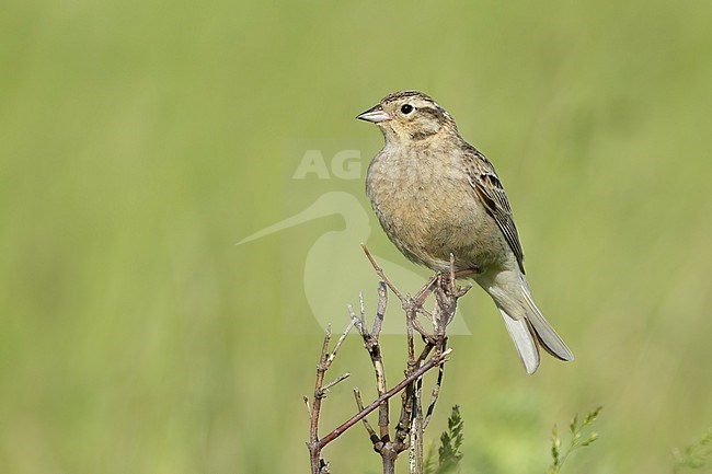 Adult female Chestnut-collared Longspur, Calcarius ornatus
Kidder Co., ND stock-image by Agami/Brian E Small,