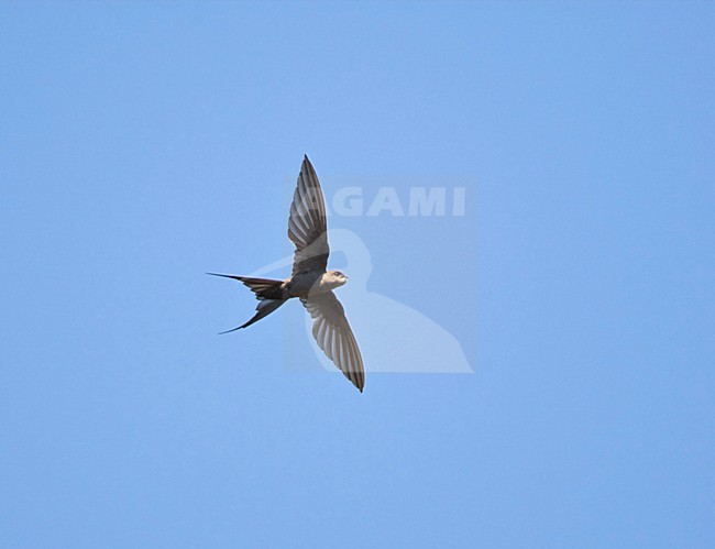 Afrikaanse Palmgierzwaluw, African Palm-swift, Cypsiurus parvus stock-image by Agami/Marc Guyt,