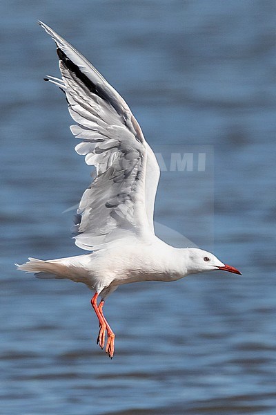 Slender-billed Gull (Chroicocephalus genei) during autumn migration in Ebro Delta, Spain stock-image by Agami/Marc Guyt,