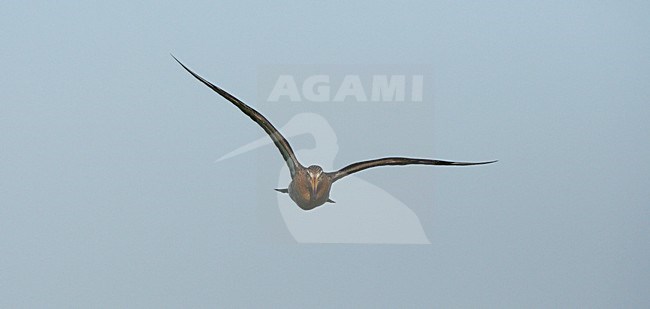Grutto adult vliegend; Black-tailed Godwit adult flying stock-image by Agami/Roy de Haas,