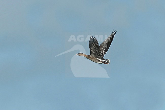 Tundra bean goose (Anser serrirostris), adult in flight, seen from the side, showing bill, tail, upperwing and underwing. stock-image by Agami/Fred Visscher,