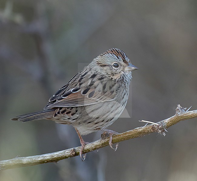 Lincoln's Sparrow (Melospiza lincolnii) perched on a small branch stock-image by Agami/Ian Davies,
