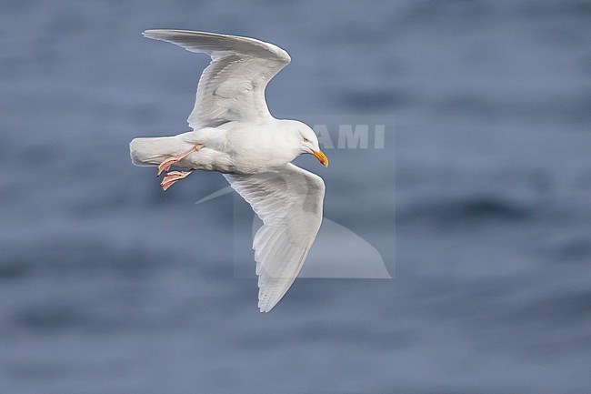 Glaucous Gull (Larus hyperboreus leuceretes), adult in flight seen from below, Western Region, Iceland stock-image by Agami/Saverio Gatto,