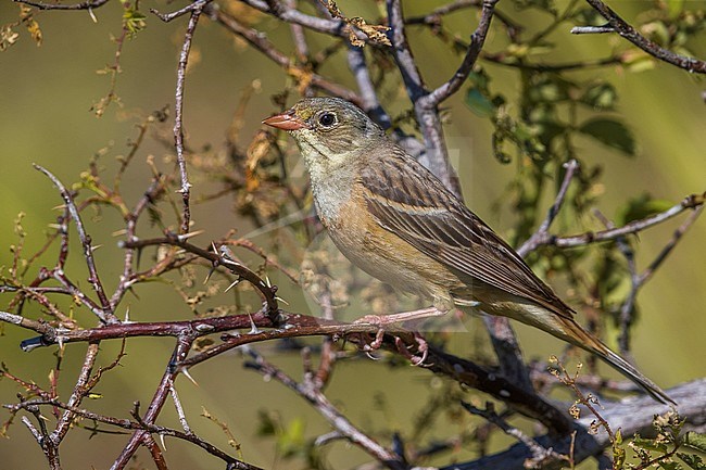 Ortolaan; Ortolan Bunting; Emberiza hortulana stock-image by Agami/Daniele Occhiato,