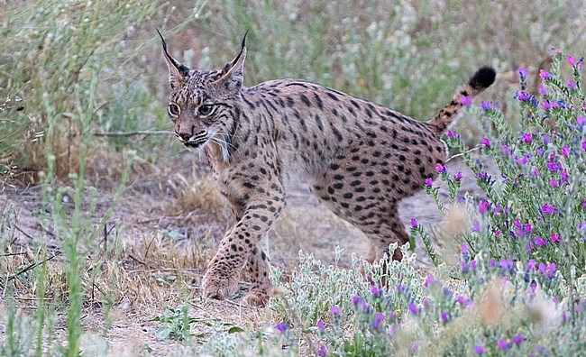 Adult Iberian lynx (Lynx pardinus) in Andujar in Spain. Walking slowly towards possible prey. stock-image by Agami/Dani Lopez-Velasco,