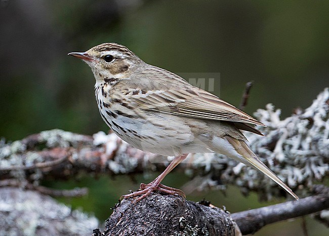 Olive-backed Pipit - Waldpieper - Anthus hodgsoni ssp. yunnanensis, Russia stock-image by Agami/Ralph Martin,