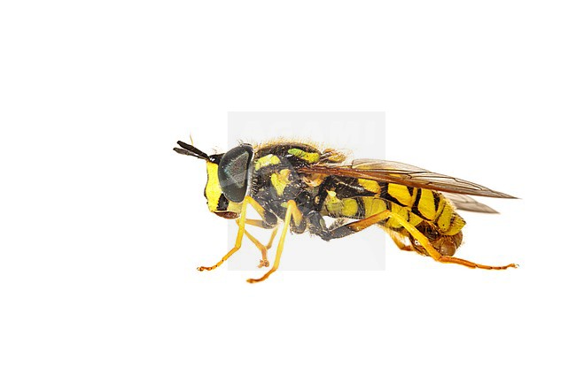 Chrysotoxum cautum stock-image by Agami/Wil Leurs,