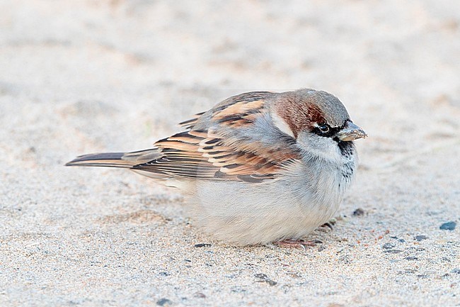 Male House Sparrow in winter plumage stock-image by Agami/Arnold Meijer,
