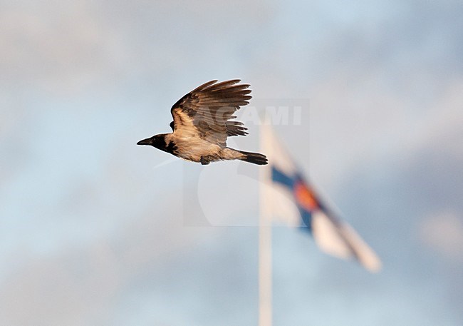 Bonte Kraai in de vlucht; Hooded Crow in flight stock-image by Agami/Markus Varesvuo,