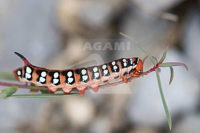 Caterpillar of the Spurge Hawk-Moth (Hyles euphorbiae) in Kyrgyzstan. stock-image by Agami/Ralph Martin,
