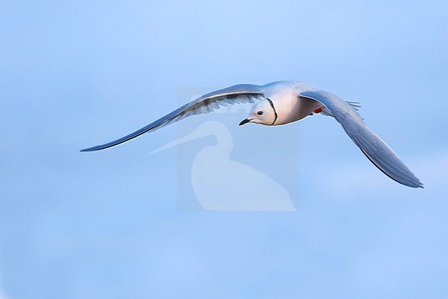 Adult Ross's Gull (Rhodostethia rosea) in breeding plumage flying over the arctic tundra near Barrow in northern Alaska, United States. stock-image by Agami/Dubi Shapiro,