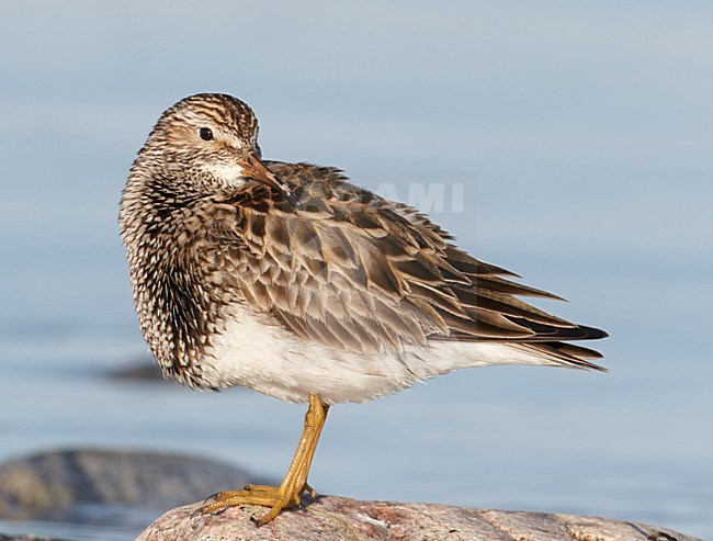 Gestreepte strandloper in rust, Pectoral Sandpiper resting stock-image by Agami/Markus Varesvuo,