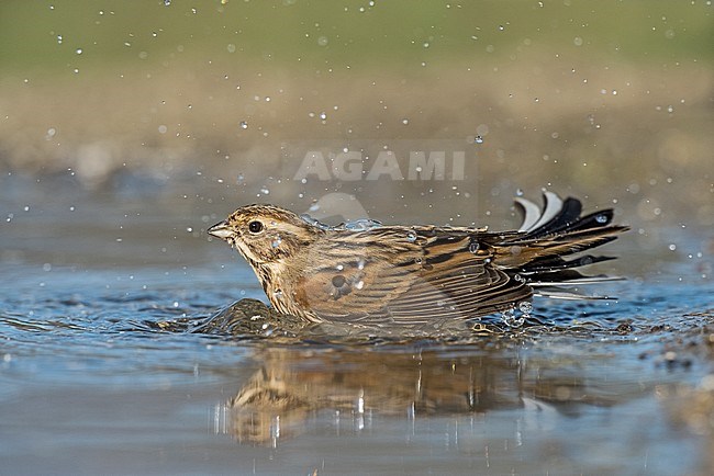 Female Common Reed Bunting stock-image by Agami/Alain Ghignone,