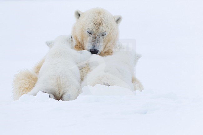 IJsbeer vrouw met jongen; Polar Bear mother with cubs stock-image by Agami/Pieter-Jan D'Hondt ,