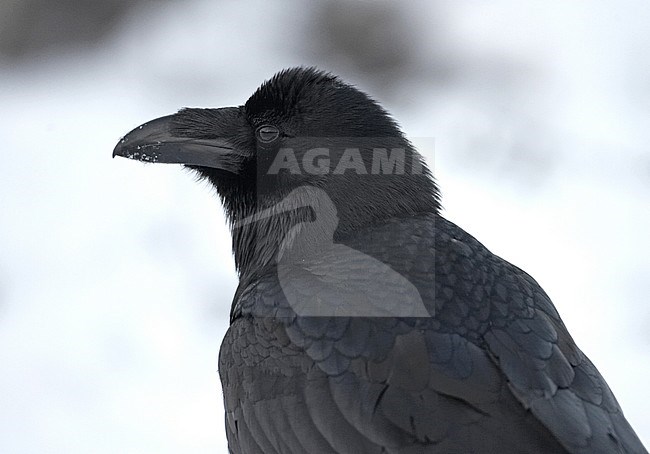 Ravens in the snow stock-image by Agami/Jari Peltomäki,
