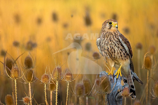 Female Common Kestrel (Falco tinnunculus) in Italy. Perched on a wooden pole in an agricultural field. stock-image by Agami/Daniele Occhiato,