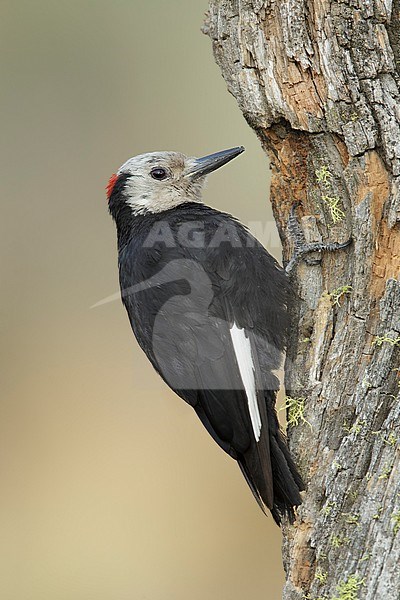 Adult male White-headed Woodpecker (Leuconotopicus albolarvatus)
Lake Co., Oregon, USA
August 2015 stock-image by Agami/Brian E Small,