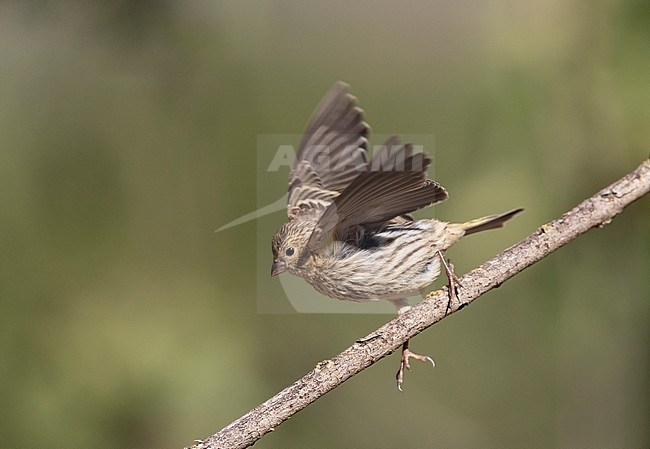 Immature European Serin (Serinus serinus) in Spain. Taking off from a twig. stock-image by Agami/Marc Guyt,