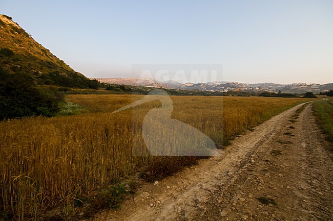 Landschap Limassol, Landscape Limassol stock-image by Agami/Menno van Duijn,