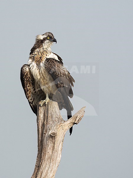 Visarend op oude boomstronk stock-image by Agami/Han Bouwmeester,