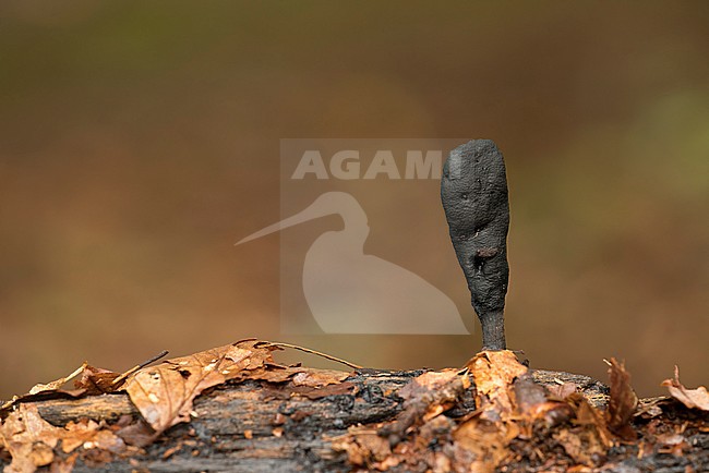 Esdoornhoutknotszwam; Dead Moll's Fingers; stock-image by Agami/Walter Soestbergen,