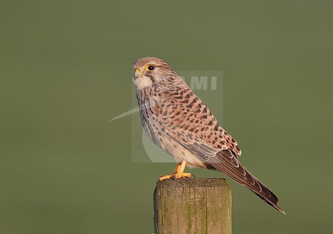 Vrouwtje Torenvalk in zit; Female Common Kestrel perched stock-image by Agami/Reint Jakob Schut,