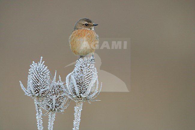 Vrouwtje Roodborsttapuit in zit; Female European Stonechat perched stock-image by Agami/Menno van Duijn,