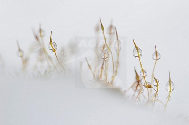 Sporendragend mos met bevroren waterdruppels, Moss with frozen waterdrops stock-image by Agami/Rob de Jong,