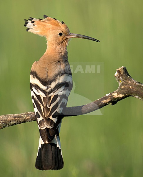 Hop op tak; Hoopoe on branch stock-image by Agami/Han Bouwmeester,