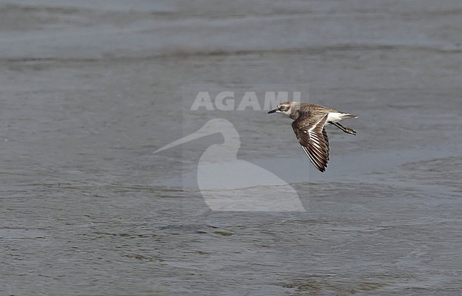 Second calendar year Lesser Sand Plover (Charadrius mongolus) in flight over mud flats at Khok Kham, Thailand stock-image by Agami/Helge Sorensen,