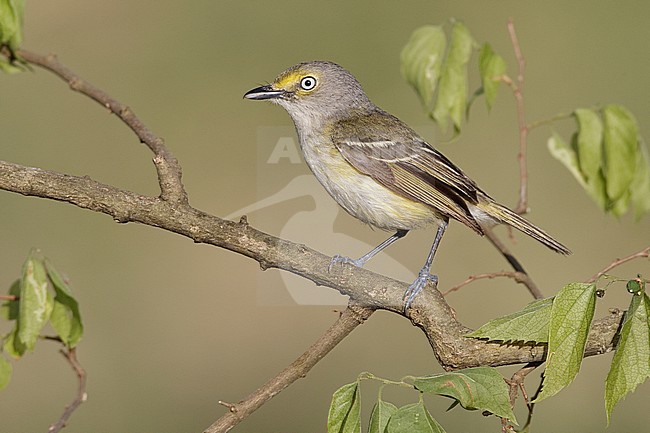 Adult 
Galveston Co., TX 
April 2010 stock-image by Agami/Brian E Small,