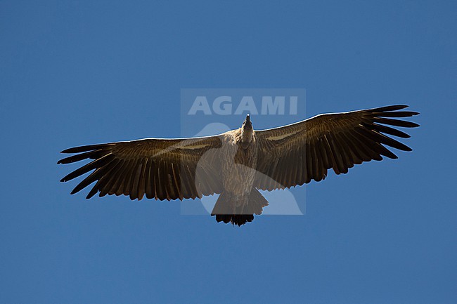 Immature white-backed vulture (Gyps africanus) flying at Aero in Ethiopia. stock-image by Agami/Mathias Putze,