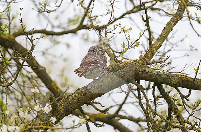 Adult Little Owl (Athene noctua vidalii) sitting in its breeding habitat, in a tree in an orchard in spring stock-image by Agami/Ran Schols,
