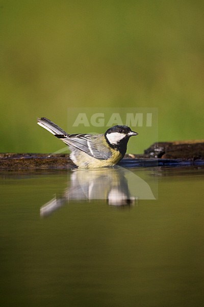 Koolmees bij drinkplaats; Great Tit at drinking site stock-image by Agami/Marc Guyt,