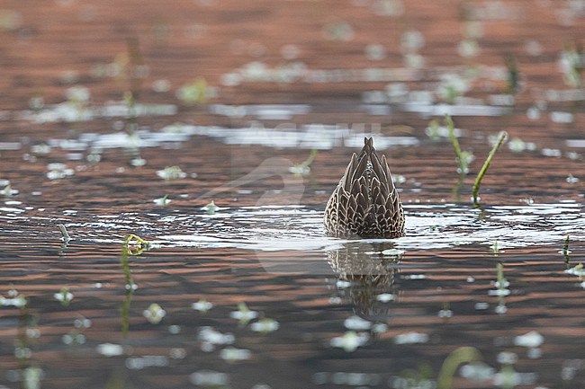 Adult female Eurasian Teal (Anas crecca) dabbling in shallow waters stock-image by Agami/Mathias Putze,