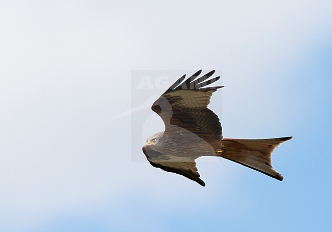 Rode Wouw in de vlucht; Red Kite in flight stock-image by Agami/Roy de Haas,