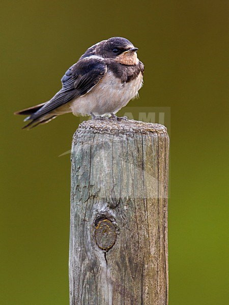 Jonge Boerenzwaluw zittend op paal, Barn Swallow juvenile perched on a pole stock-image by Agami/Daniele Occhiato,