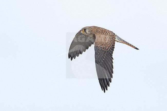adult female Lesser Kestrel (Falco naumanni) of the subspecies ssp. pekinensis in flight, found in Omnogovi Aimag in Mongolia stock-image by Agami/Mathias Putze,