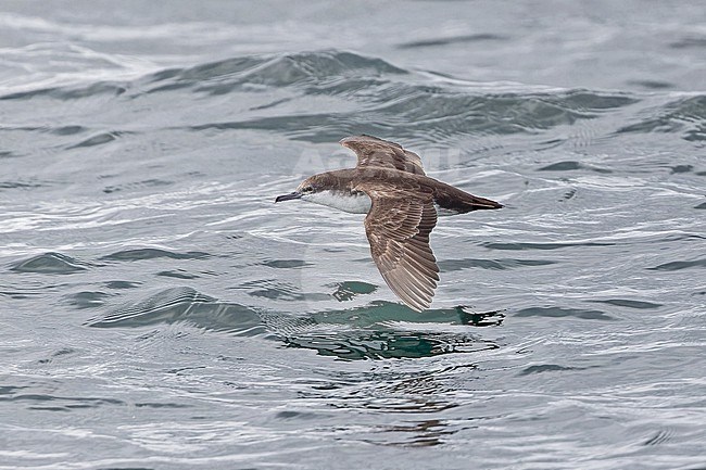 Galapagos shearwater (Puffinus subalaris) at sea off the Galapagos Islands, part of the Republic of Ecuador. stock-image by Agami/Pete Morris,